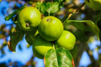 Route-de-la-Pomme-Visite-du-Verger-de-l039Ecubillon-8211-21-08-2025-8211-Oradour-sur-Vayres_2983683