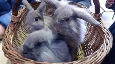 S039occuper-des-animaux-et-apprendre-le-feutre-de-laine-8211-10-05-2025-8211-Saint-Hilaire-Bonneval_2588743