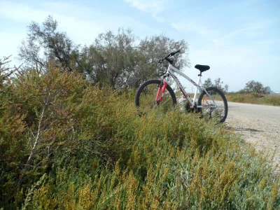 SAINTS-MARIES-DE-LA-MER-8211-A-velo-du-bac-du-Sauvage-a-Cacharel-8211-Saintes-Maries-de-la-Mer_2901526