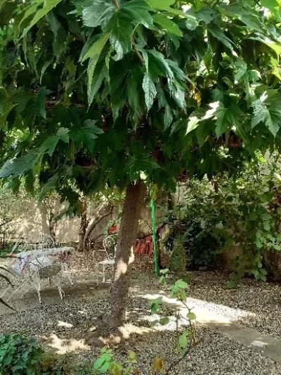 SALEILLES-8211-Le-Boulou_2913355