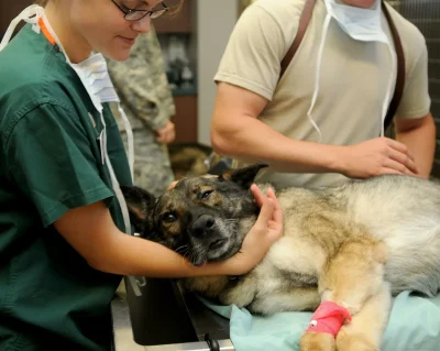 SCP-veterinaire-Dr-Yernaux-et-Dr-Orduna-8211-Soustons_1872285-1