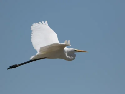 SEMAINE-DE-LA-BIODIVERSITE-8211-Visite-guidee-ornitologique-quotUne-merveilleuse-histoire-du-tempsquot-8211-03-04-2026-8211-Braud-et-Saint-Louis_3582007