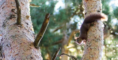 SORTIE-NATURE-8211-LES-MYSTERES-DE-NOS-FORETS-8211-29-10-2025-8211-Lajo_3175756