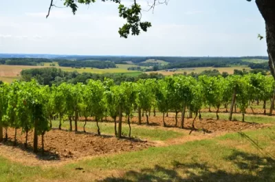 Saint-Jean-de-Duras-balade-au-coeur-des-vignobles-de-Duras_1041883