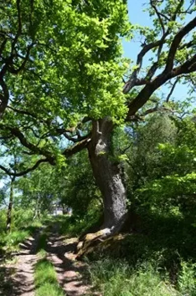 Saint-Thomas-par-Saint-Just-et-Piquepoul_1027041