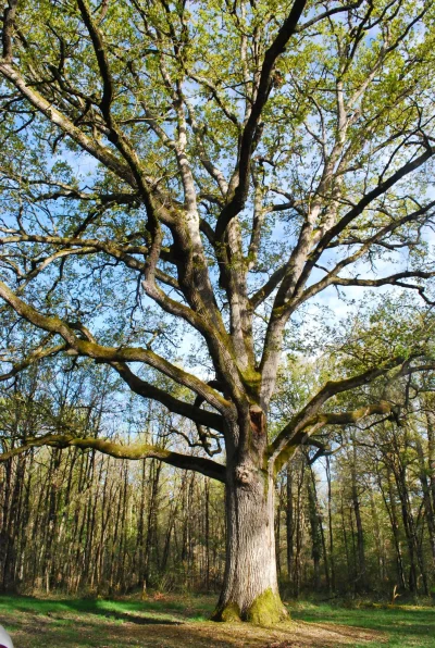 Secrets-de-Pays-A-la-rencontre-des-arbres-remarquables-de-la-foret-de-Scevolles-8211-27-09-2025-8211-Guesnes_2973542