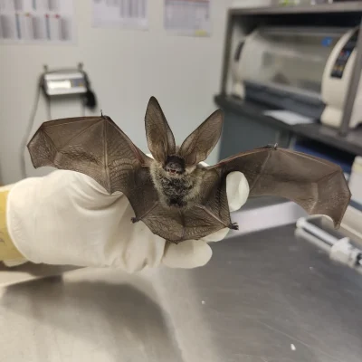 Secrets-de-chauves-souris-8211-29-08-2026-8211-Andernos-les-Bains_3473964