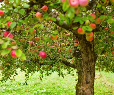 Secrets-et-savoir-faire-de-la-Ferme-du-Leche-8211-29-10-2025-8211-Saulge_3142327