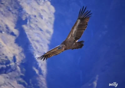Semaine-KLIMA-Conference-quotLes-rapaces-necrophages-des-oiseaux-pas-comme-les-autresquot-8211-09-10-2026-8211-Irissarry_3860072