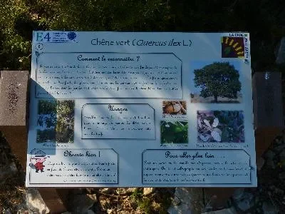 Sentier-botanique-dans-les-collines-de-la-Fare-les-Oliviers-8211-La-Fare-les-Oliviers_2697059
