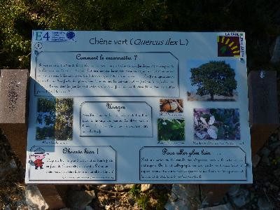 Sentier-botanique-dans-les-collines-de-la-Fare-les-Oliviers_24737