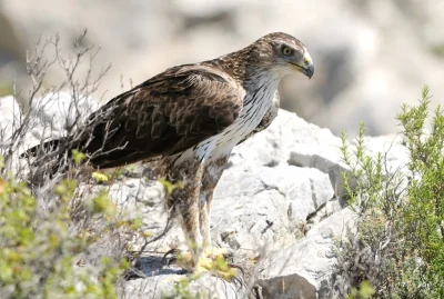 Sentier-de-decouverte-des-oiseaux-du-Grand-Site-Sainte-Victoire-avec-un-livret-pedagogique-8211-Saint-Antonin-sur-Bayon_2659131