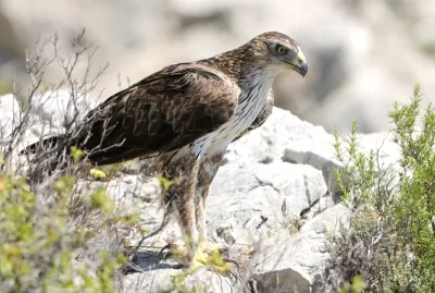 Sentier-de-decouverte-des-oiseaux-du-Grand-Site-Sainte-Victoire-avec-un-livret-pedagogique_717919