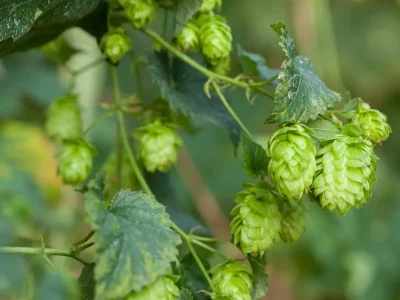 Sentier-de-decouverte-du-houblon-8211-Wingersheim-les-Quatre-Bans_2907885
