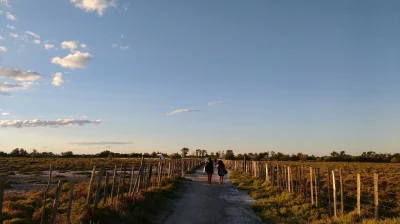 Sentier-decouverte-du-Mas-de-Pont-de-Rousty-8211-Arles_24794