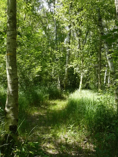 Sentier-des-grands-marais-d039Auneau-8211-Auneau-Bleury-Saint-Symphorien_1387005-1