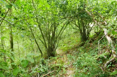 Sentier-forestier-de-la-ferme-Legere-8211-Meracq_3778120
