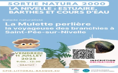 Sortie-Natura-2000-8211-11-07-2025-8211-Saint-Pee-sur-Nivelle_2731643