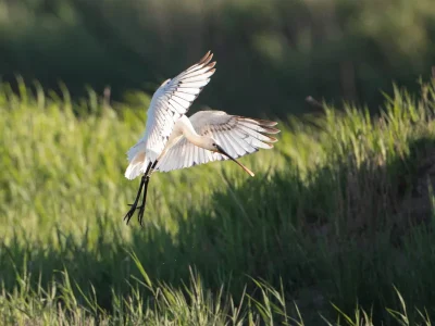 Sortie-Natura-2000-quotLes-4-Fantastiquesquot-A-la-decouverte-des-oiseaux-migrateurs-8211-23-05-2026-8211-Braud-et-Saint-Louis_3483808