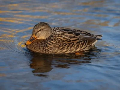 Sortie-Nature-8211-quotun-froid-de-canardquot-8211-14-02-2026-8211-Sully-sur-Loire_3463381