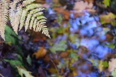 Sortie-Nature-Biodiversite-en-vallee-de-la-Sevre-8211-02-09-2026-8211-Azay-le-Brule_3484136