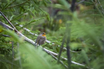 Sortie-Nature-Decouverte-des-haies-et-de-leurs-oiseaux-8211-29-03-2026-8211-Sainte-Neomaye_3481067