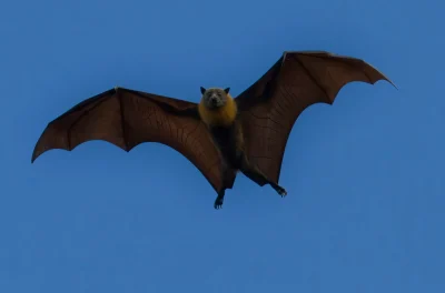 Sortie-Nature-Le-bal-des-chauves-souris-8211-17-07-2026-8211-Sainte-Neomaye_3477396
