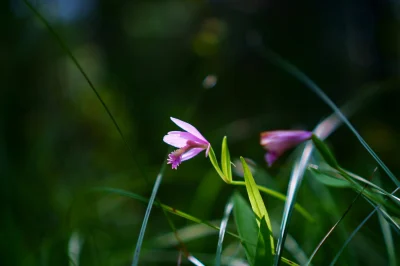 Sortie-Nature-Orchidees-des-Chaumes-d039Avon-8211-17-05-2026-8211-Bougon_3485086