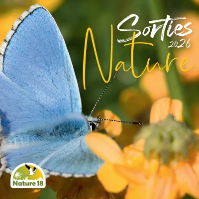 Sortie-Nature-Tout-Savoir-Sur-les-Oiseaux-8211-Bourges_3558180