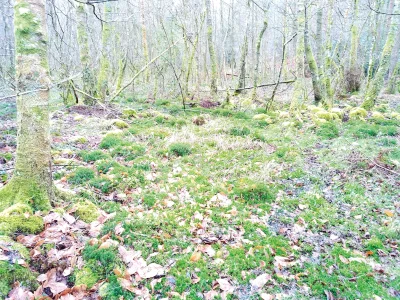 Sortie-bryologie-Partez-a-la-decouverte-des-mousses-8211-11-09-2025-8211-Bonnac-la-Cote_3050512