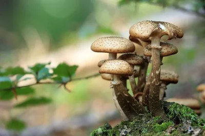 Sortie-champignons-8211-25-10-2025-8211-Ares_3165498