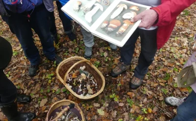 Sortie-cueillette-des-champignons-8211-19-10-2025-8211-Le-Boullay-Thierry_2585951