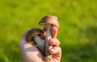 Sortie-et-conference-les-champignons-8211-05-10-2025-8211-Boult-aux-Bois_2250970