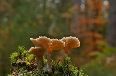 Sortie-mycologique-8211-28-10-2026-8211-Singleyrac_3893897