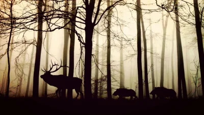 Sortie-nature-8211-Foret-hantee-8211-Montenach_3854440