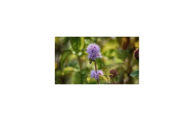 Sortie-nature-8211-Le-Gave-rive-vegetale-8211-21-03-2026-8211-Bizanos_3482080