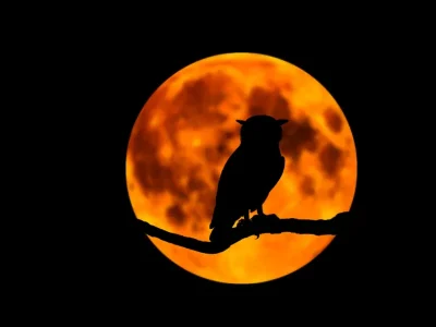 Sortie-nature-8211-Les-secrets-de-la-nuit-8211-Montenach_3849049