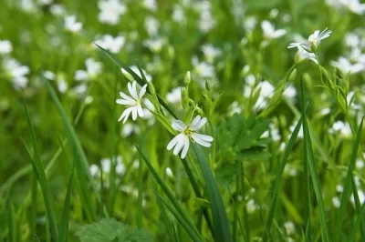 Sortie-nature-A-la-decouverte-des-criquets-et-sauterelles-du-Puy-Lenty-8211-01-10-2025-8211-Brive-la-Gaillarde_3169064