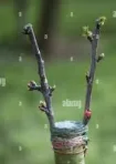 Sortie-nature-Atelier-greffage-8211-14-03-2026-8211-Vouhe_3483327