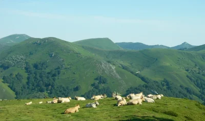 Sortie-nature-CPIE-Pays-Basque-quotLa-fabuleuse-histoire-de-la-foret-d039Iratiquot-8211-18-09-2025-8211-Mendive_2979461