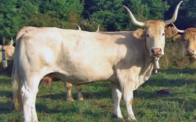 Sortie-nature-CPIE-Pays-Basque-quotPirenaika-la-vache-basquequot-8211-26-08-2026-8211-Urepel_3782493