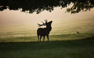 Sortie-nature-a-l039ecoute-du-brame-du-cerf-8211-23-09-2025-8211-Larrau_2950420