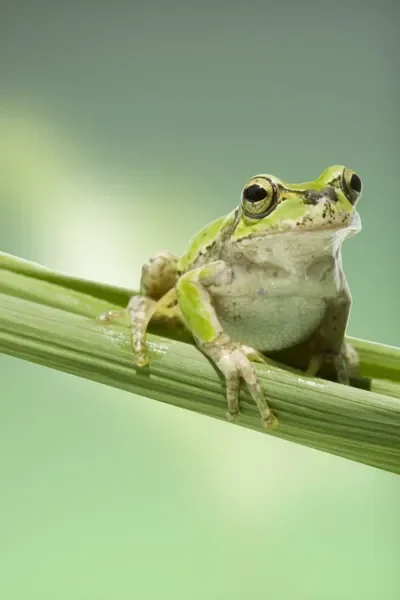 Sortie-nature-a-la-decouverte-des-amphibiens-8211-Decazeville_3526533