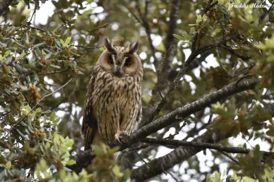 Sortie-nature-crepusculaire-8211-Le-bal-des-ailes-nocturnes-8211-25-05-2025-8211-Saint-Jean-de-Braye_2585285