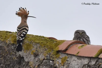 Sortie-nature-crepusculaire-le-bal-des-ailes-nocturnes-8211-28-03-2026-8211-Saint-Jean-de-Braye_3464944