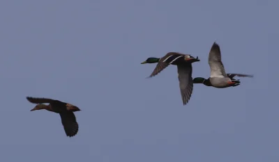 Sortie-nature-oiseaux-8211-JMZH-8211-21-02-2026-8211-Sainte-Eulalie-en-Born_3472401