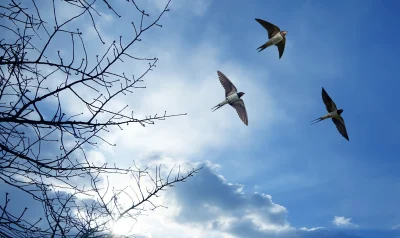 Sortie-ornithologique-La-migration-des-hirondelles-8211-13-09-2025-8211-Maussane-les-Alpilles_3029044