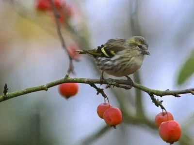 Sortie-ornithologique-gt-Groupe-ornithologique-normand-8211-04-02-2026-8211-Pont-Hebert_3401867