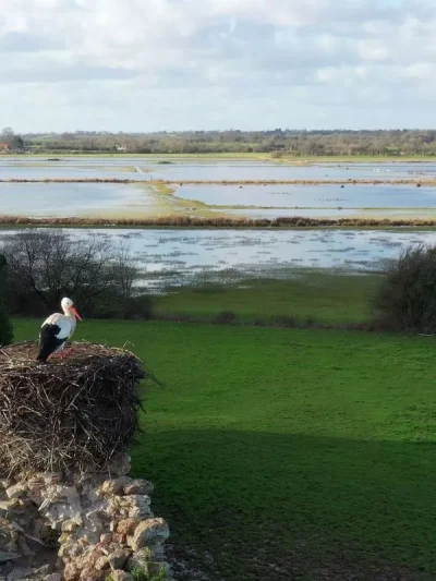 Sortie-ornithologique-gt-Groupe-ornithologique-normand-8211-29-04-2026-8211-Saint-Fromond_3403059