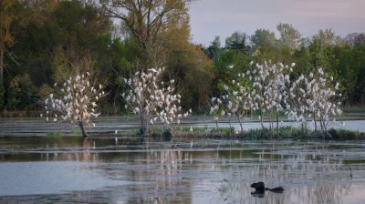 Sortie-ornithologique-les-oiseaux-des-Marais-de-Beauchamps-8211-29-10-2025-8211-Arles_3119152